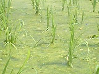 田んぼの藻